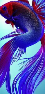 Colorful betta fish with vibrant blue and red hues on a mobile wallpaper.