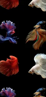 Mobile wallpaper of vibrant Betta fish on a black background.