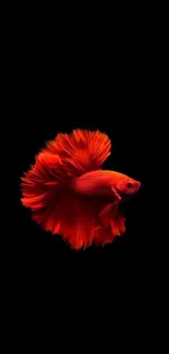 Striking red Betta fish on a dark background, ideal for mobile display.