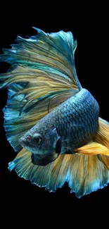 Vibrant blue and gold Betta fish on black background.