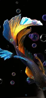 Vibrant betta fish with blue and gold fins on a black background with bubbles.