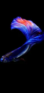 Colorful Betta fish with blue and red fins on a black background.