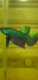 Iridescent green and blue Betta fish in vibrant aquatic wallpaper.