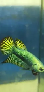 Green Betta fish with vibrant fins against a blue background.