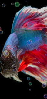 A vibrant Betta fish with colorful fins on a black background.