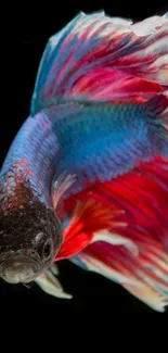 Close-up of a vibrant Betta fish with striking red and blue fins.