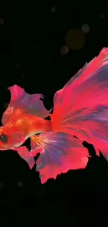 Vibrant red Betta fish with flowing fins on a dark background.