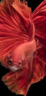 Vibrant red Betta fish with flowing fins on a black background.