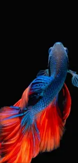 Vibrant Betta fish with blue and red colors on a black background wallpaper.