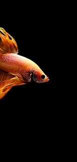 A vibrant orange Betta fish on a black background mobile wallpaper.