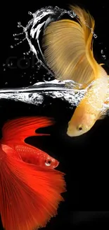 Two colorful Betta fish against black background.