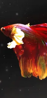 Vibrant betta fish with colorful fins swimming gracefully against a dark background.