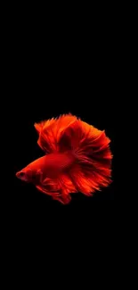 Vibrant red Betta fish on dark background wallpaper.