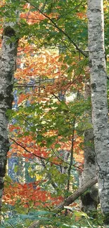 Colorful birch forest in autumn with vibrant foliage and tree trunks.