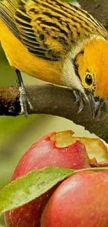 Yellow bird on branch eyeing a red apple.