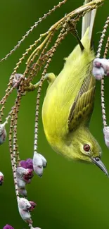 Green bird with purple flowers wallpaper.