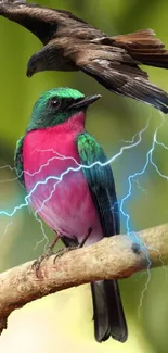 Colorful bird with lightning and hawk in nature background.