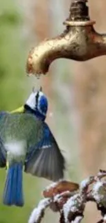 Colorful bird perched on water tap with green backdrop.