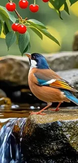 Colorful bird by a waterfall with cherries and green leaves.