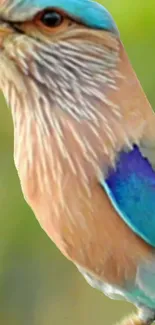 Close-up of a vibrant bird with colorful feathers in a natural setting.