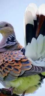 Bird with vibrant feathers perched on a branch against a light blue sky.