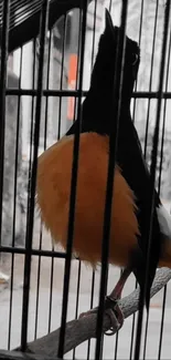 Orange-chested bird in a black cage with grayscale background.