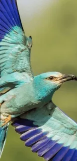 Vibrant blue and green bird in flight.