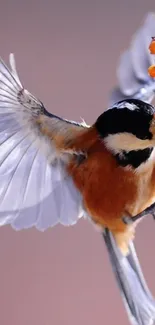 Vibrant bird in flight with spread wings and orange plumage.