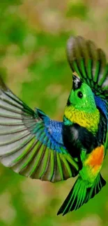 Colorful bird in flight against a green background.