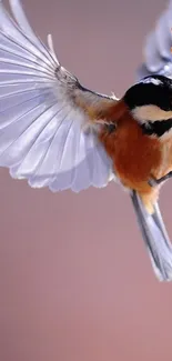 Bird in flight with vibrant orange feathers and soft pink background.