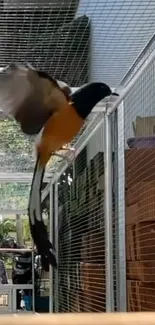 A vibrant bird in flight within an aviary, capturing nature's beauty.