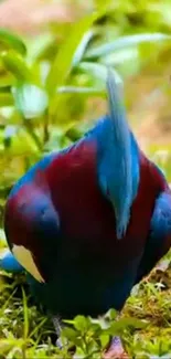 Vibrant exotic bird with blue and red plumage in lush greenery.