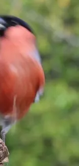 Vibrant blurred bird against green background.