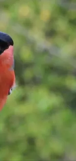 Vibrant bird perched in lush green setting.