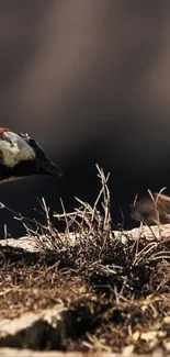 A bird rests in its natural dry brown habitat.