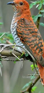 Colorful bird perched on a branch with green leaves in a natural setting.