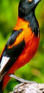 Vibrant orange and black bird perched on a branch against a green forest backdrop.