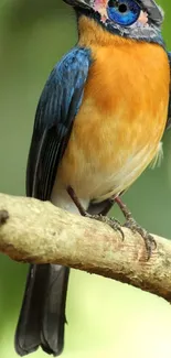 Beautiful vibrant bird perched on a branch with colorful feathers.