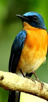 Blue and orange bird perched on a branch with green background.