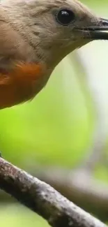 Close-up of an orange bird perched on a branch with a green background.