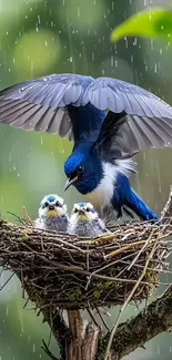 Blue bird shelters chicks in the rain on a branch.