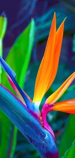 Vibrant bird of paradise with lush green leaves.