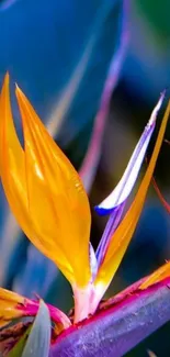 Vibrant Bird of Paradise flower with colorful leaves.