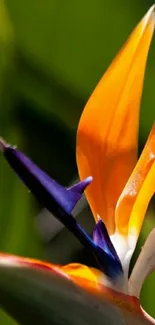 Orange Bird of Paradise flower with vivid colors on a green background.