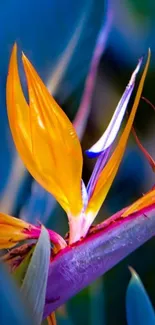 Vibrant Bird of Paradise flower with bold colors against a blue background.