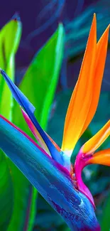 Vibrant Bird of Paradise flower with green leaves.