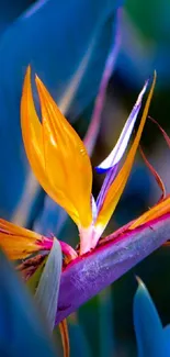 Vibrant Bird of Paradise flower with deep blue leaves on a mobile wallpaper.