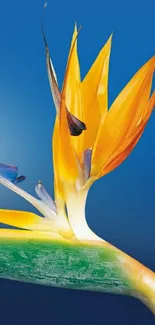 Bird of Paradise flower on blue wallpaper.