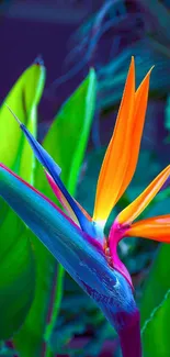 Bird of Paradise flower with vibrant orange petals and lush green leaves.