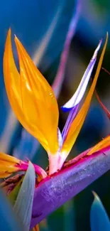 Vibrant Bird of Paradise flower against a blue background wallpaper.